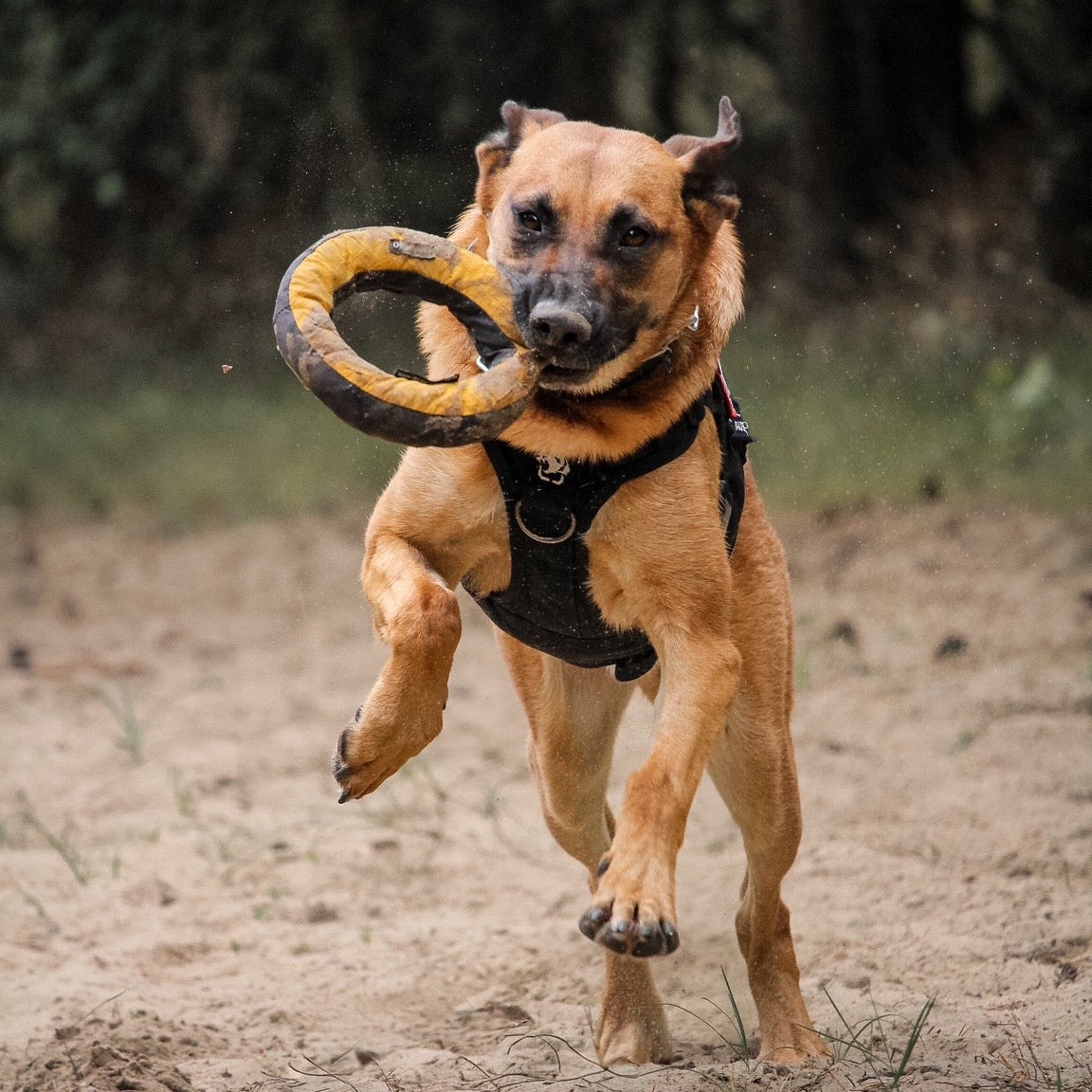 Redoggo