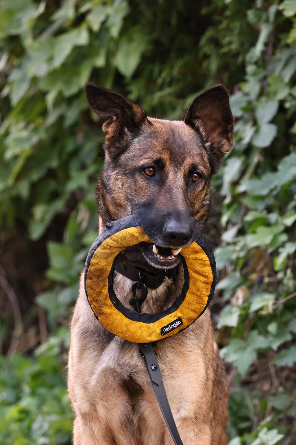 Redoggo Donut