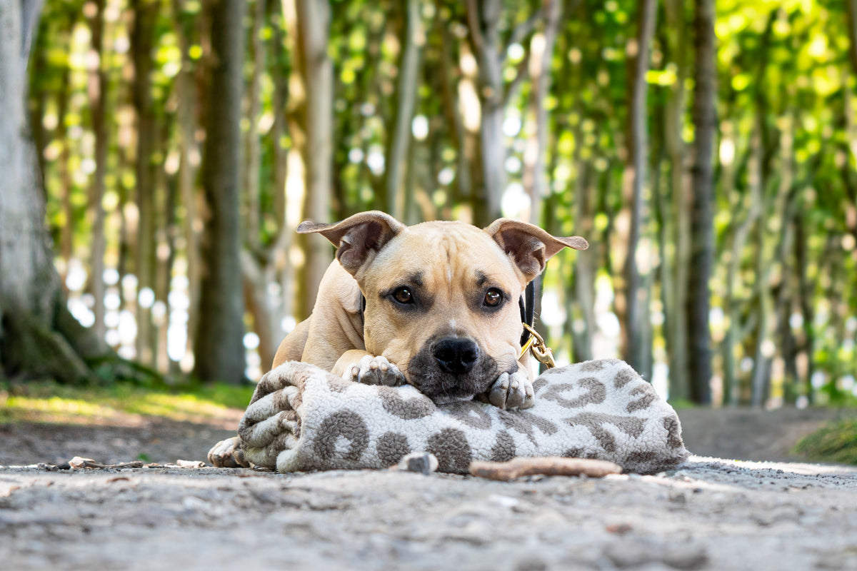 Hundedecke ToGo Teddystoff - Muster
