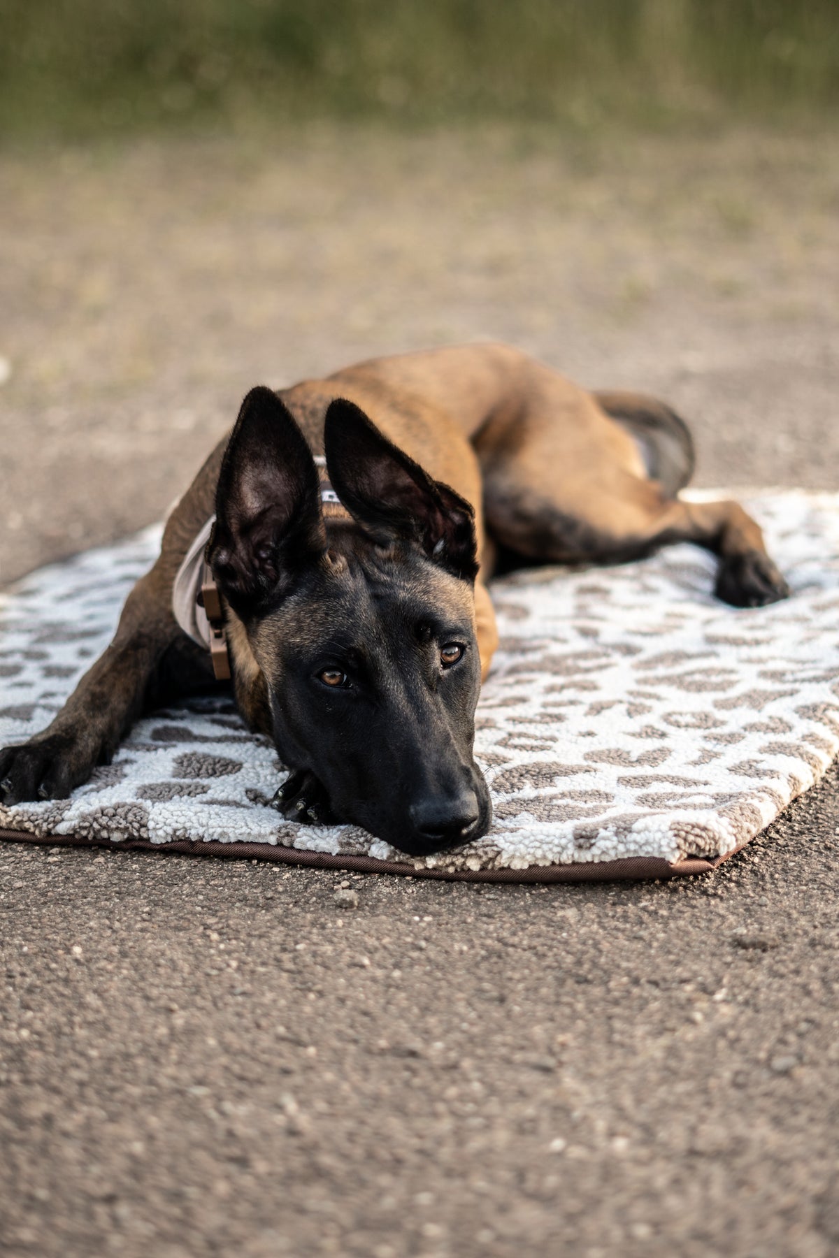 Hundedecke ToGo Teddystoff - Muster