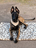 Hundedecke ToGo Teddystoff - Custom
