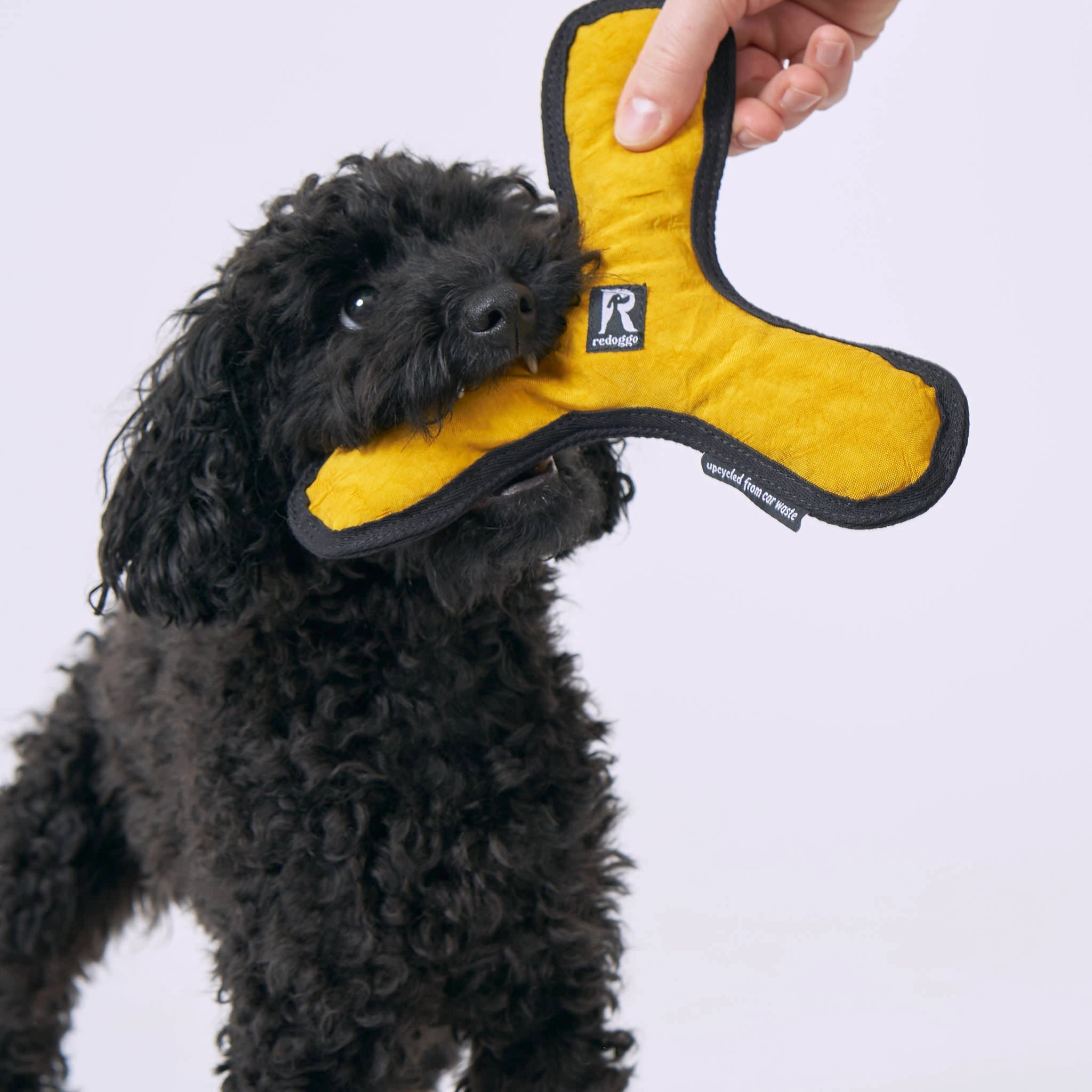 Redoggo Bumerang