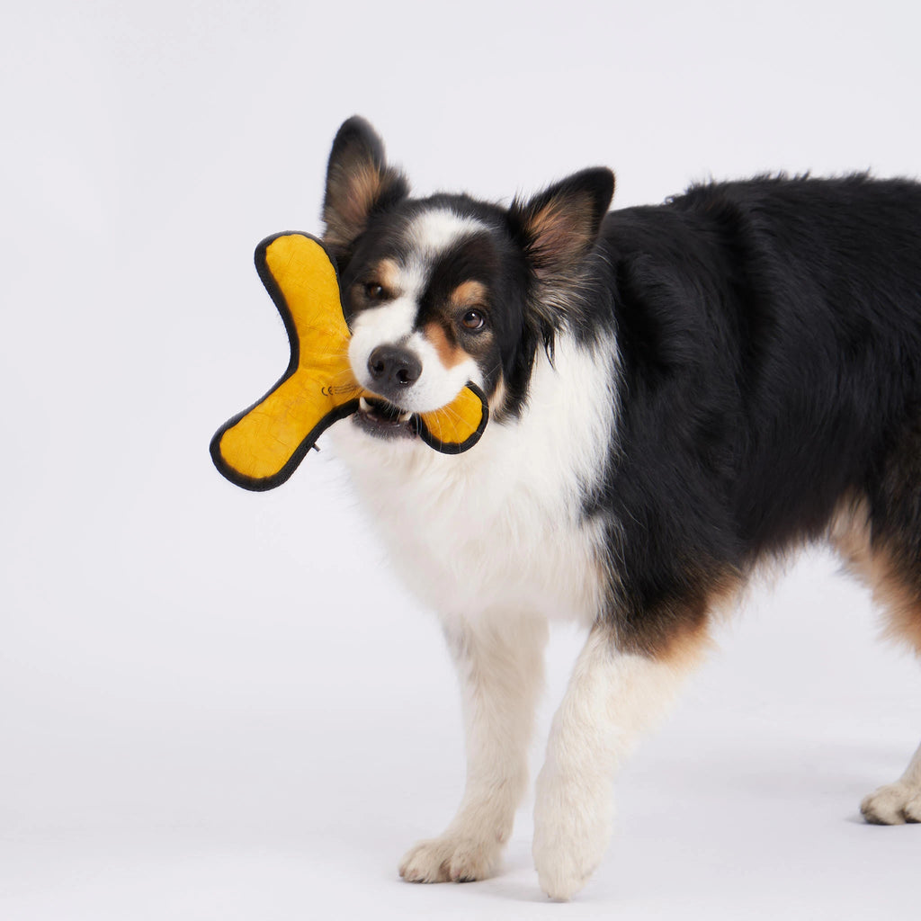 Redoggo Bumerang