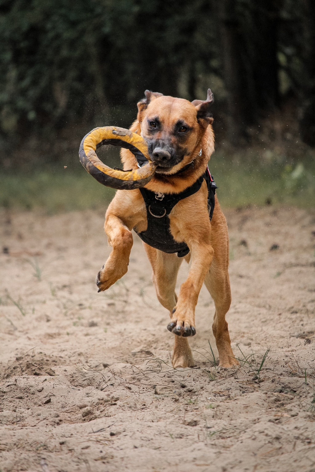 Redoggo Donut