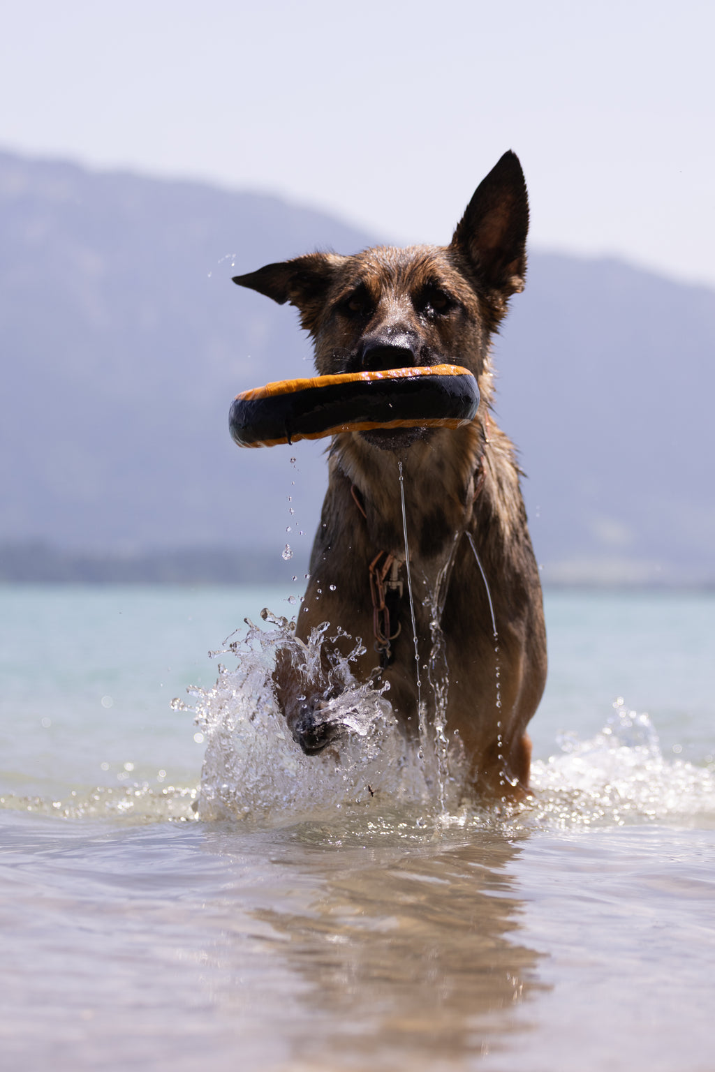 Redoggo Donut