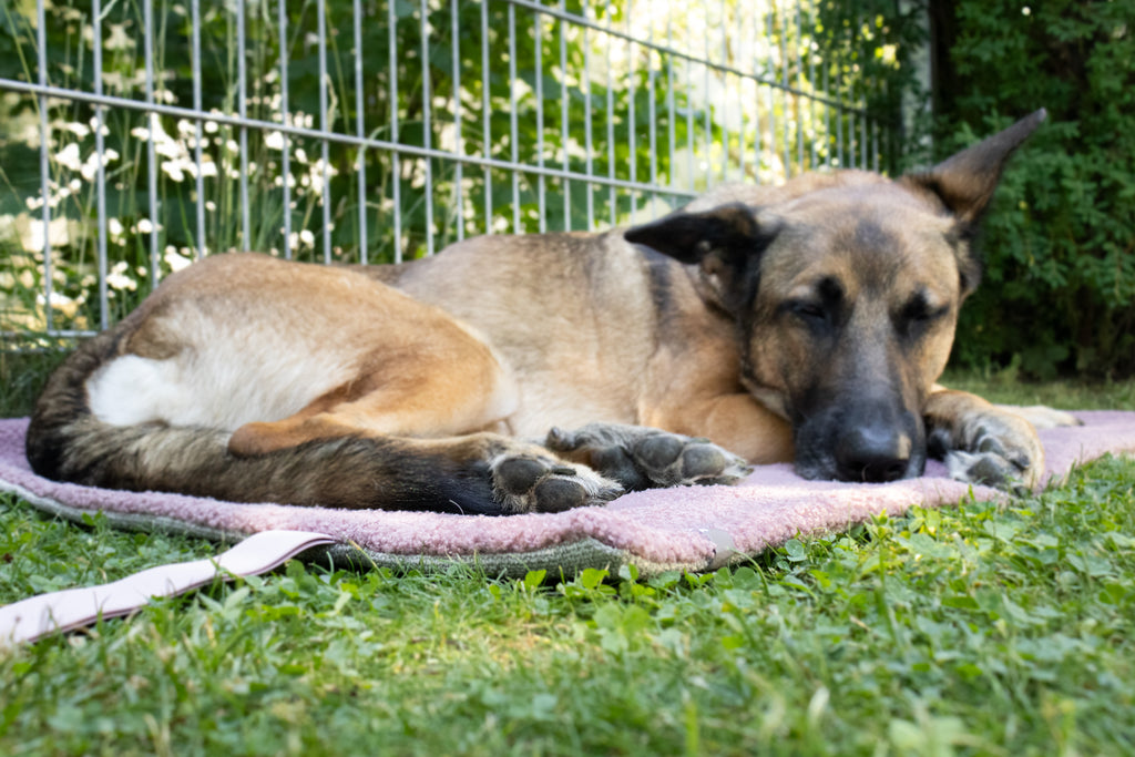 Hundedecke ToGo Teddy - Dunkelgrau Cord - 70x100cm