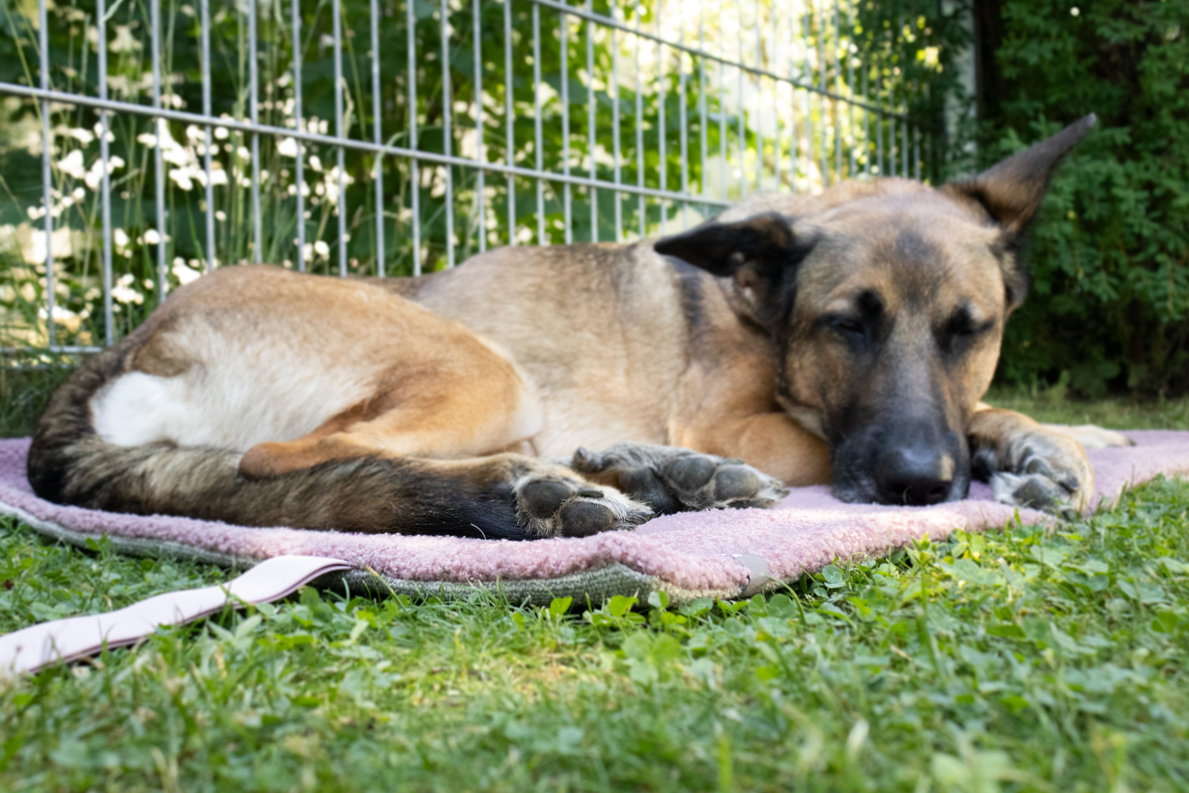 Hundedecke ToGo Teddy - Dunkelgrau Cord - 70x100cm